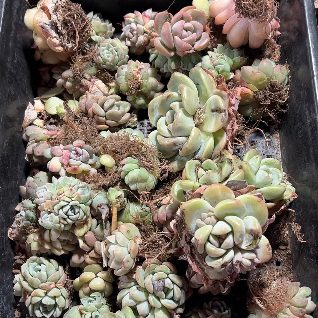 直播福利一物一拍不售后240