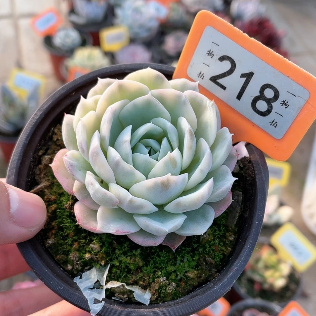 【闪购商品】218号