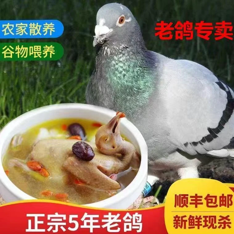 （顺丰冷链）4~7年老鸽子每日新鲜现杀鸽子肉五谷杂粮饲养炖汤首选