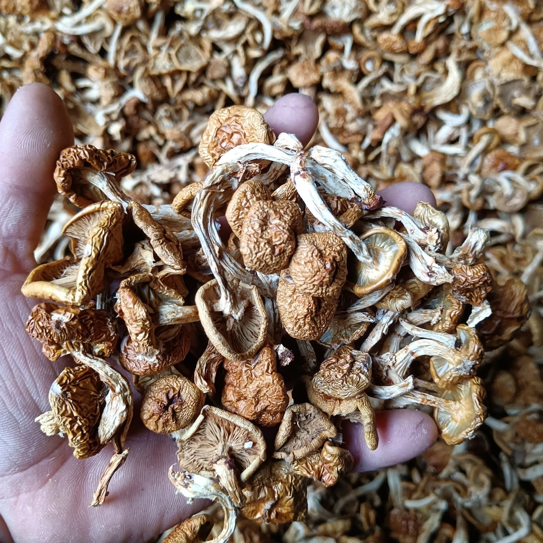 滑子菇500克 产地直发 滑子蘑顿小鸡