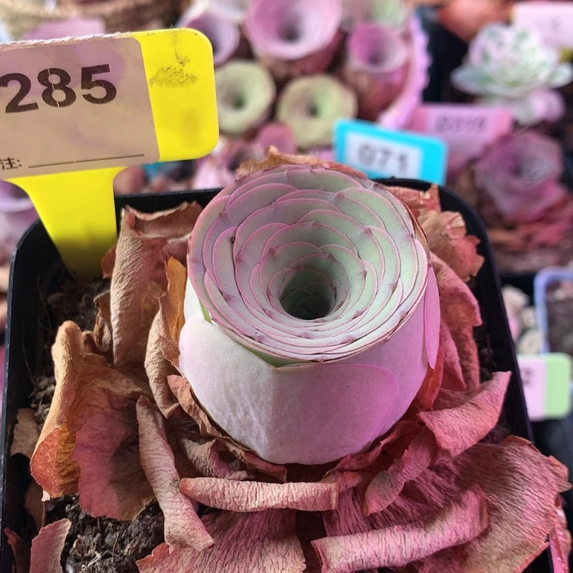 【闪购商品】清*缘雪霁285