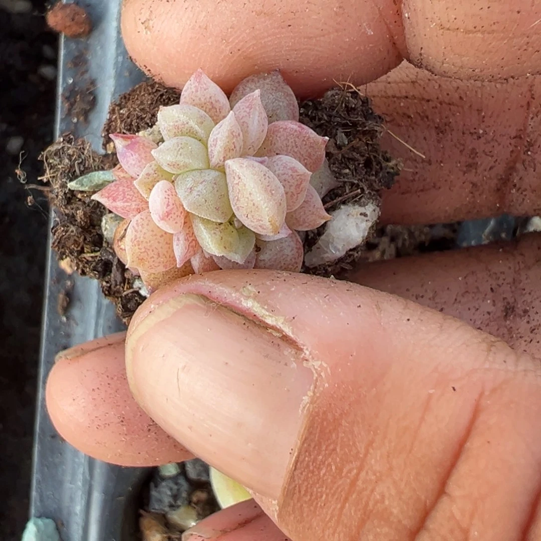 ?****…小卡拉米糖心一物一拍23-178