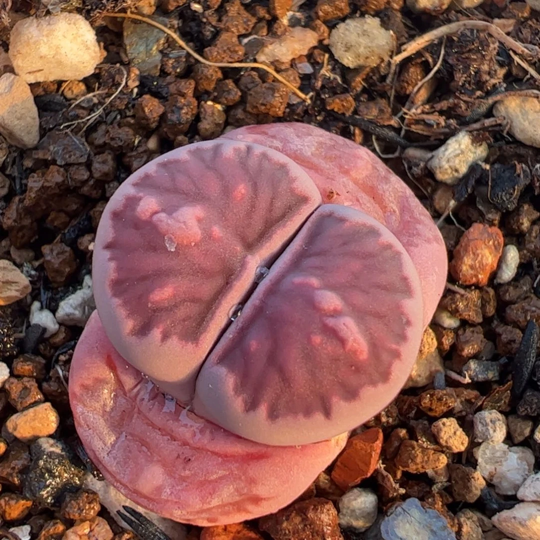 紫菊多肉植物百科