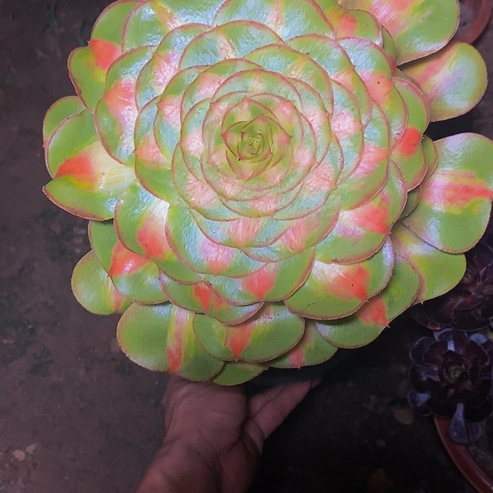 多肉植物保护研究所