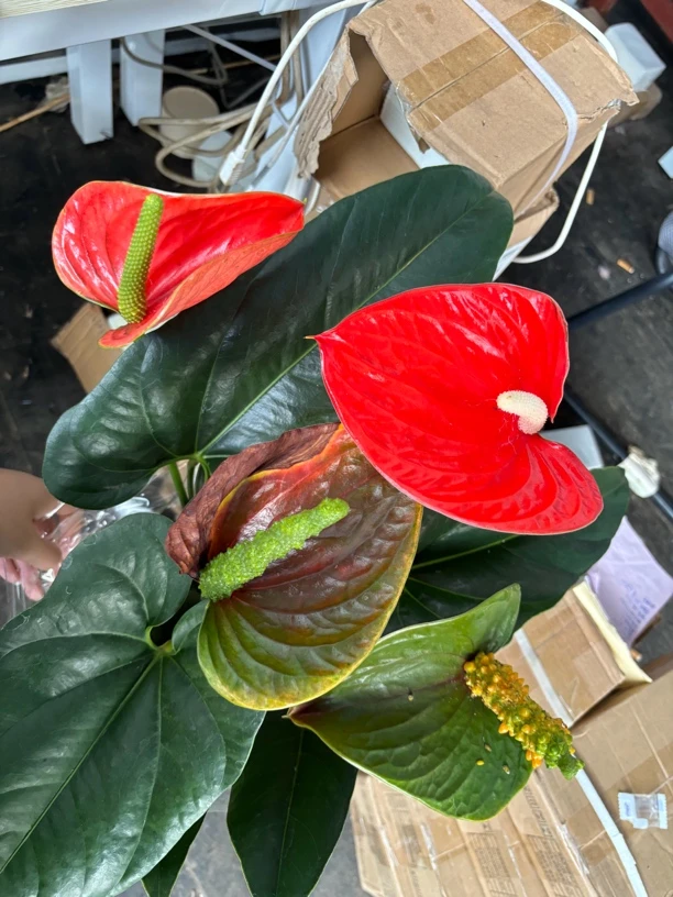 大叶红掌盆栽室内盆栽（没掌）