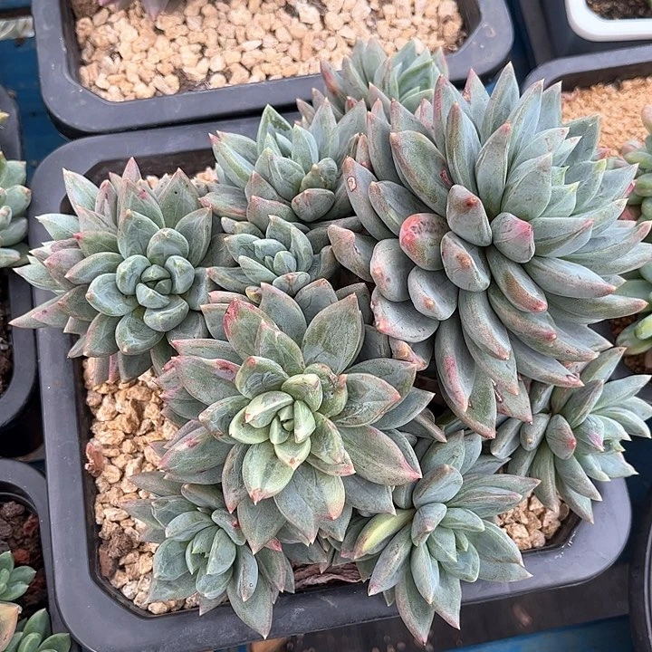 发货多肉植物一物一拍