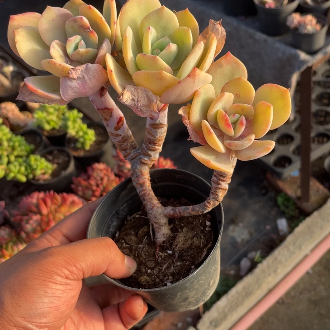 2909  白凤  六月六