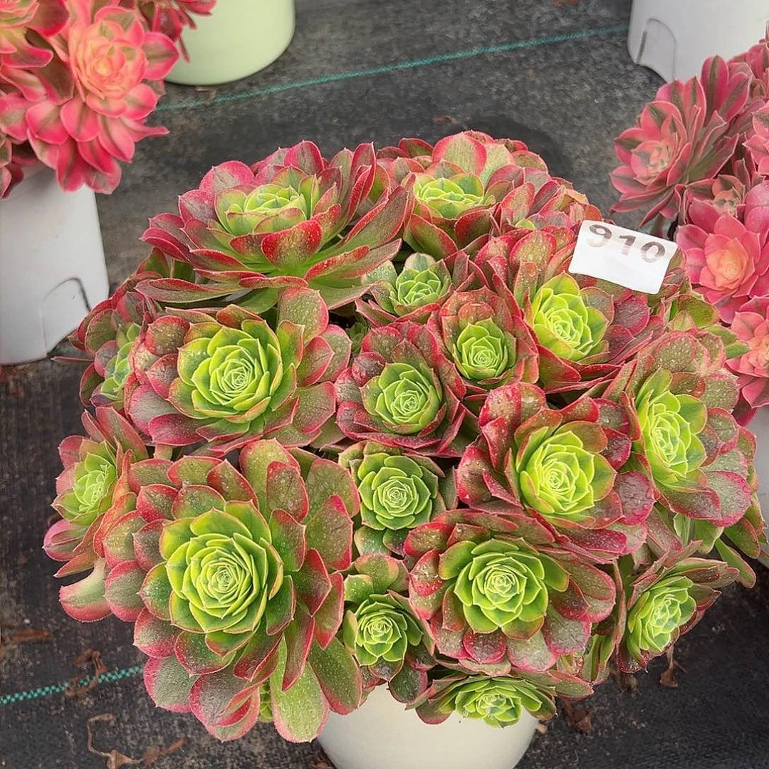 910奶白法师多肉植物