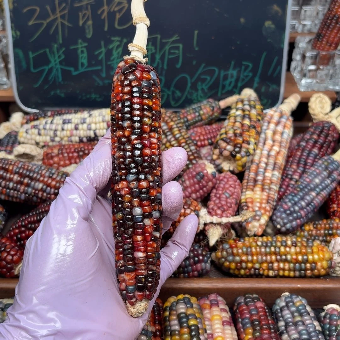 柏香籽/百香籽吊坠秋