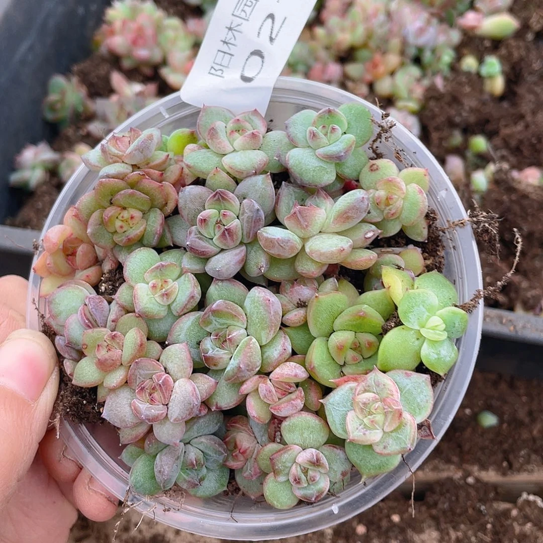 多肉植物多肉植物21