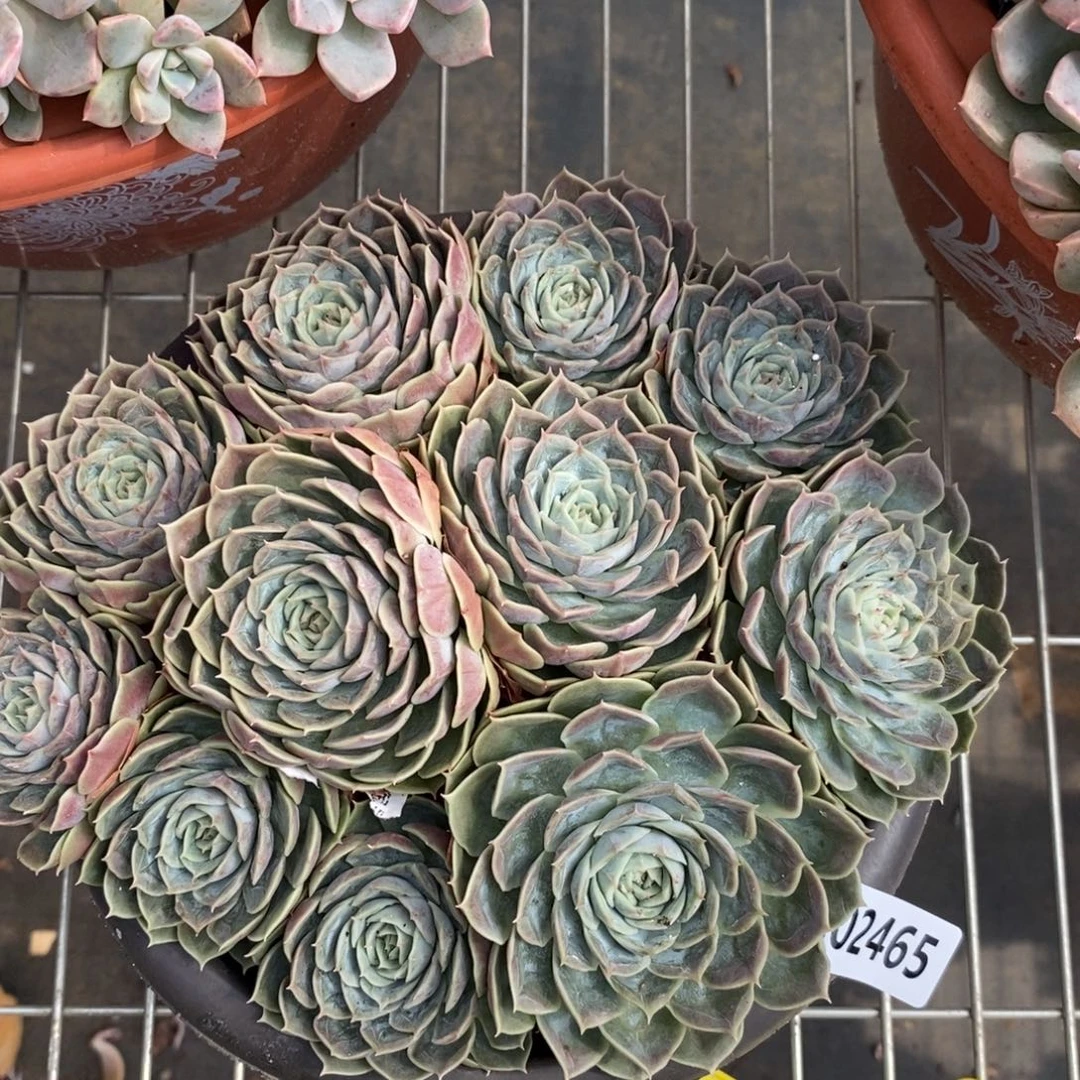 2465昂斯诺一物一拍