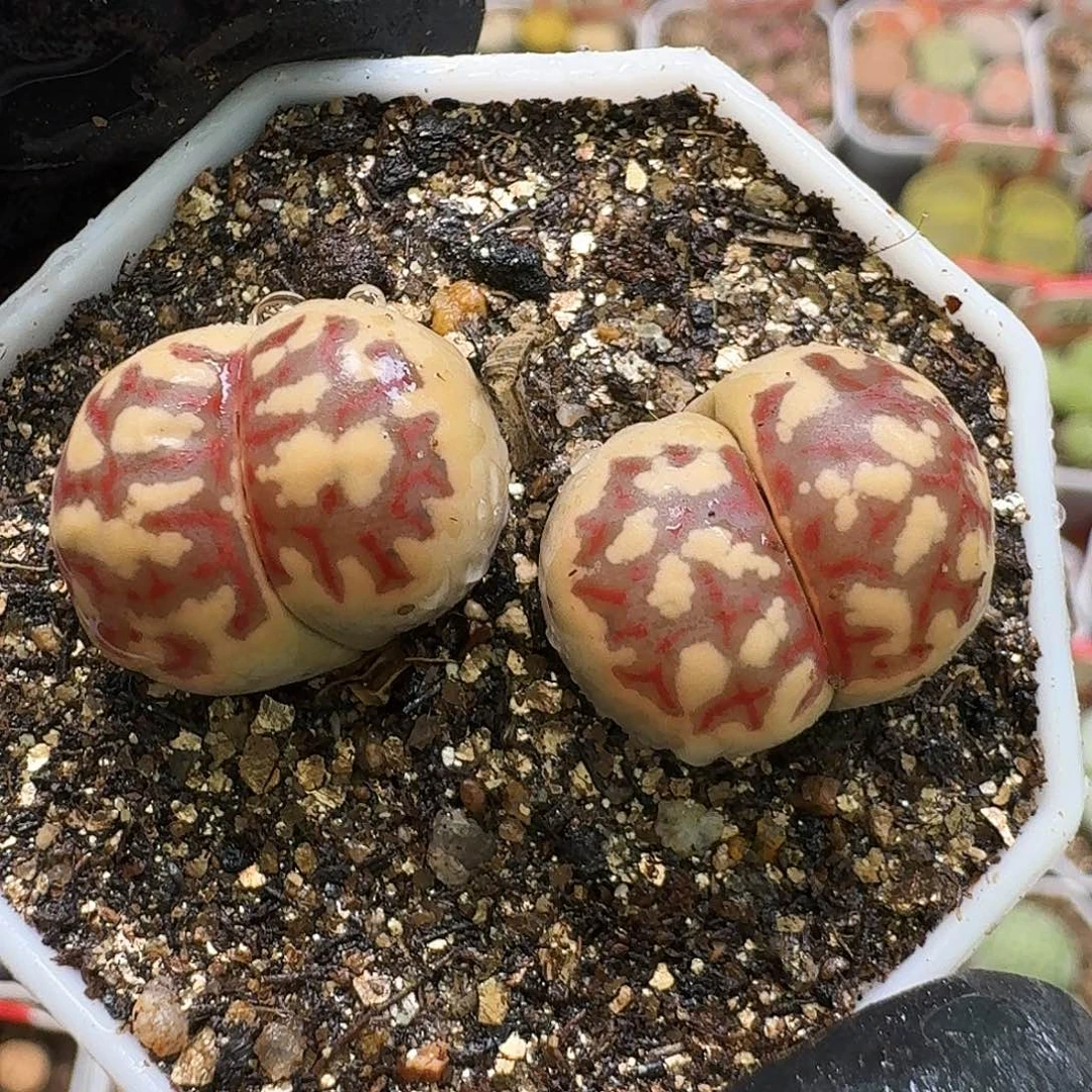生石花1112212。  299