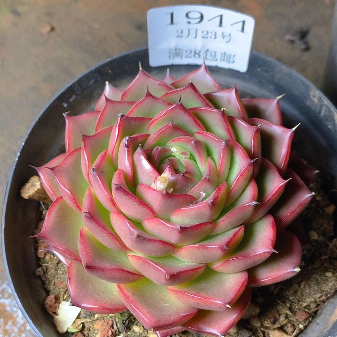 【闪购商品】云1944