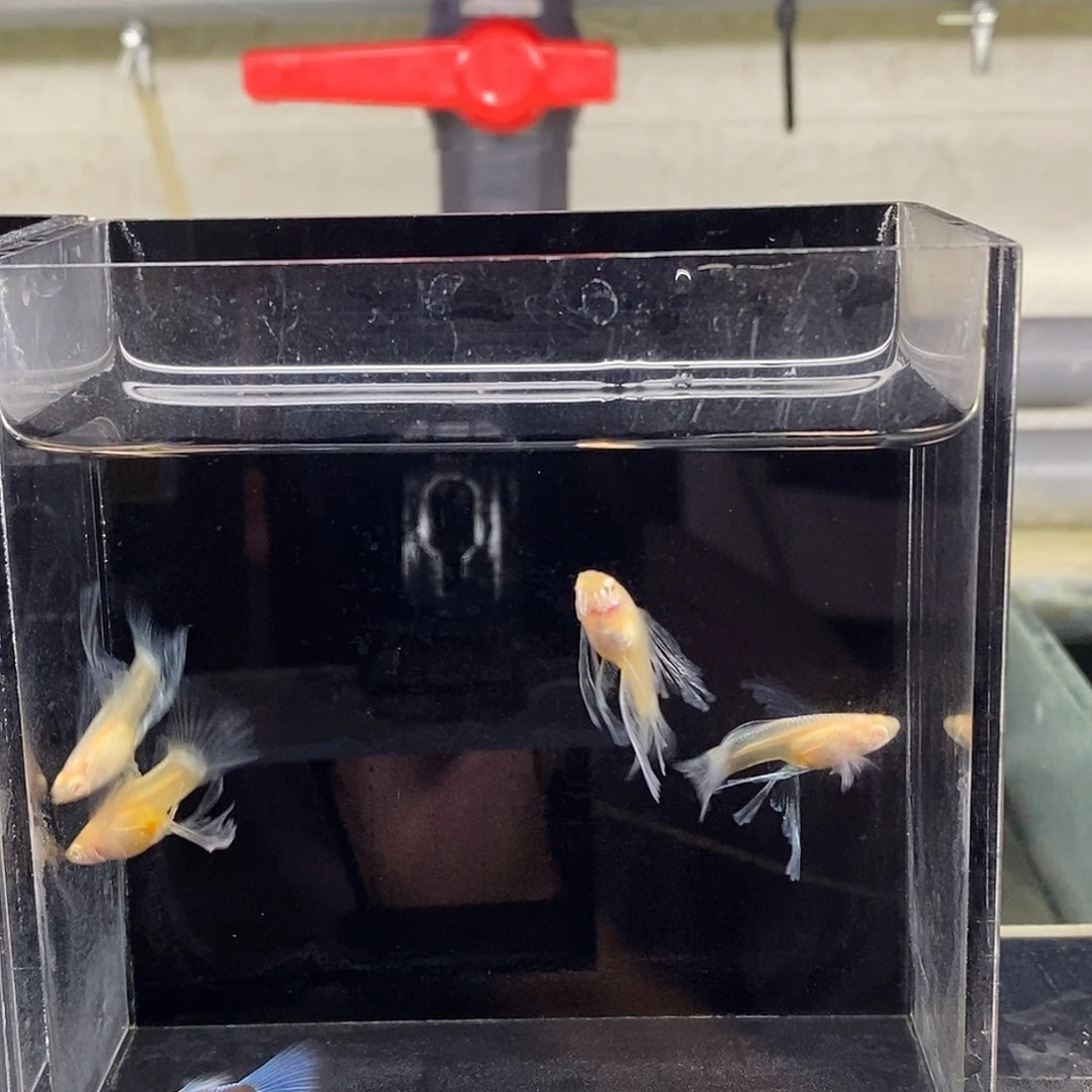 墨***安孔雀鱼1公4母特价