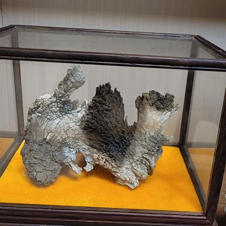 柏木（崖柏）沙漠骆驼