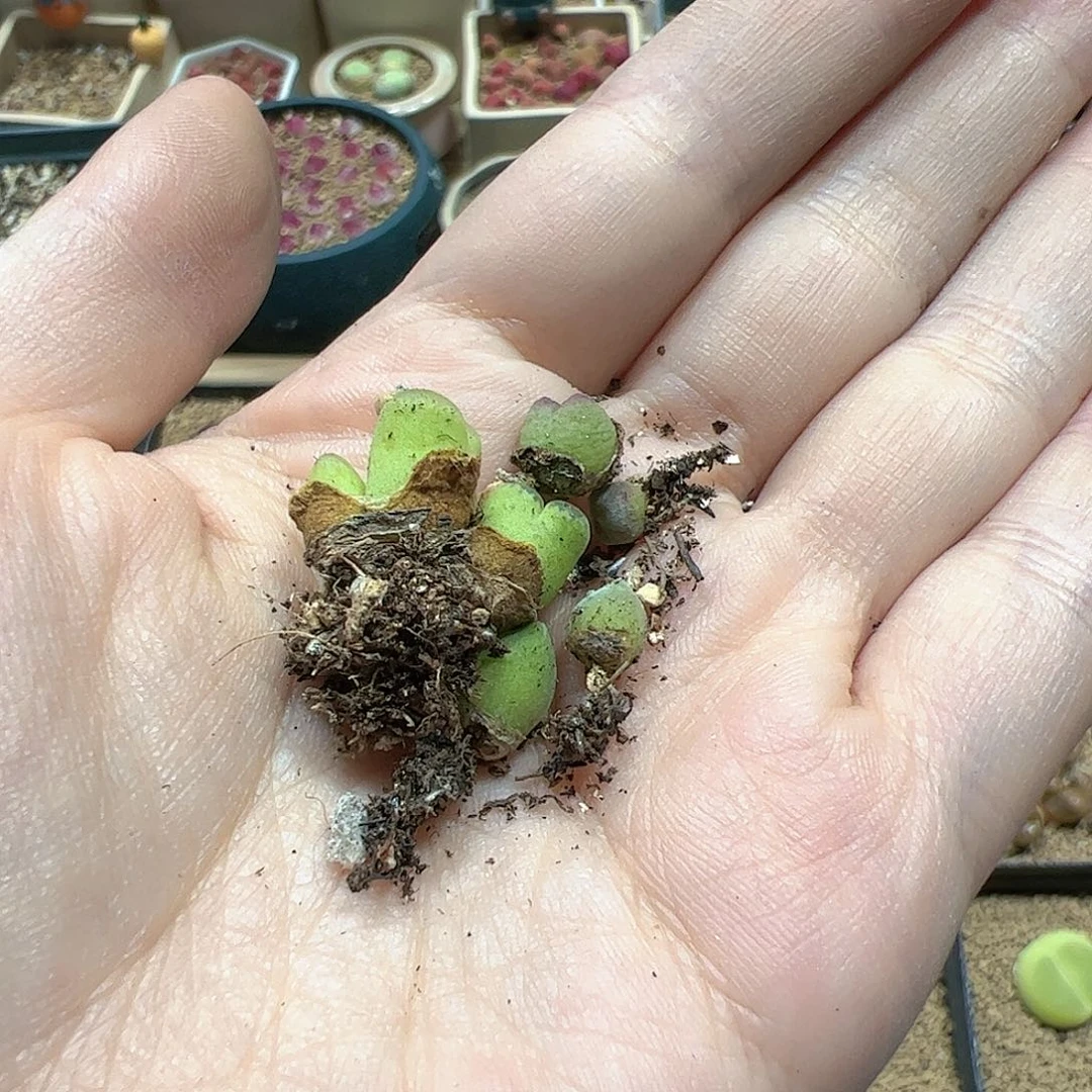 【闪购商品】 330 秒