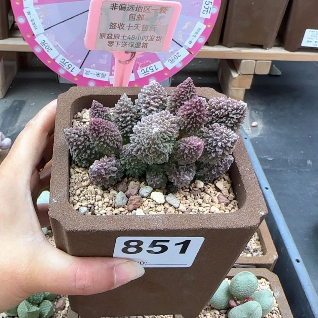 手****4851朱紫玉多肉植物