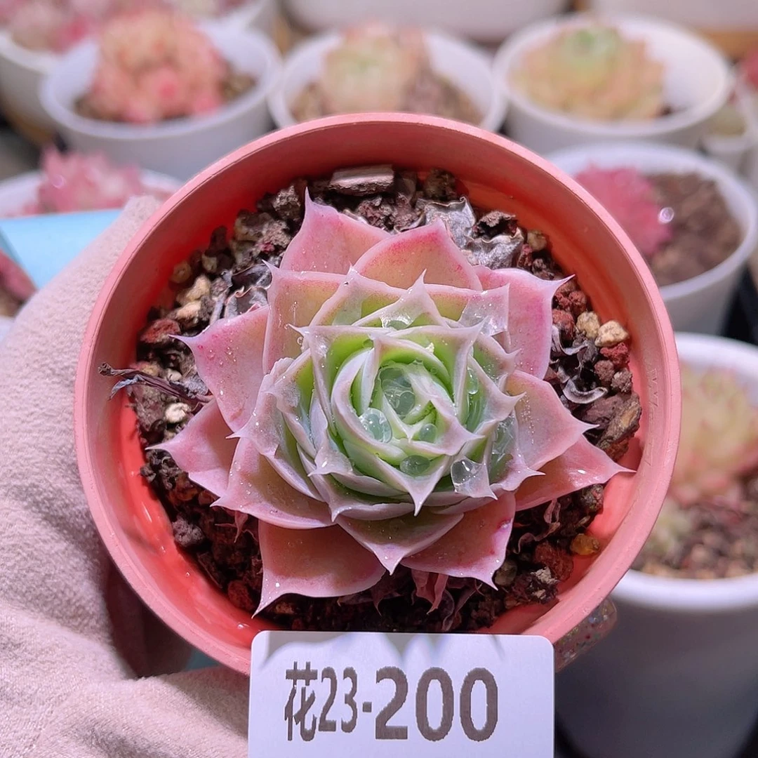 花利美23-200蓝丝绒