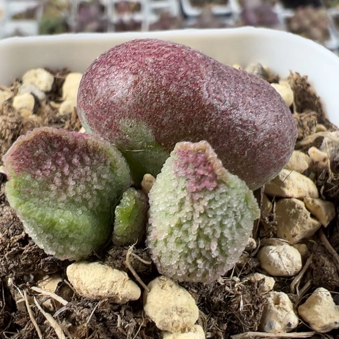 实生底叶苗纹路款多肉植物水泡