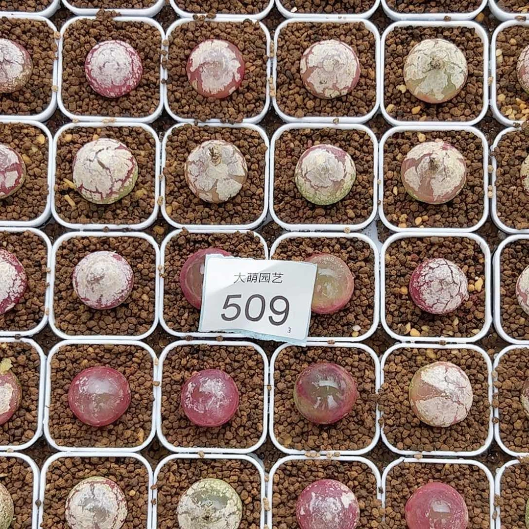 0000509量拍大灯泡2颗尺寸2.0脱土发