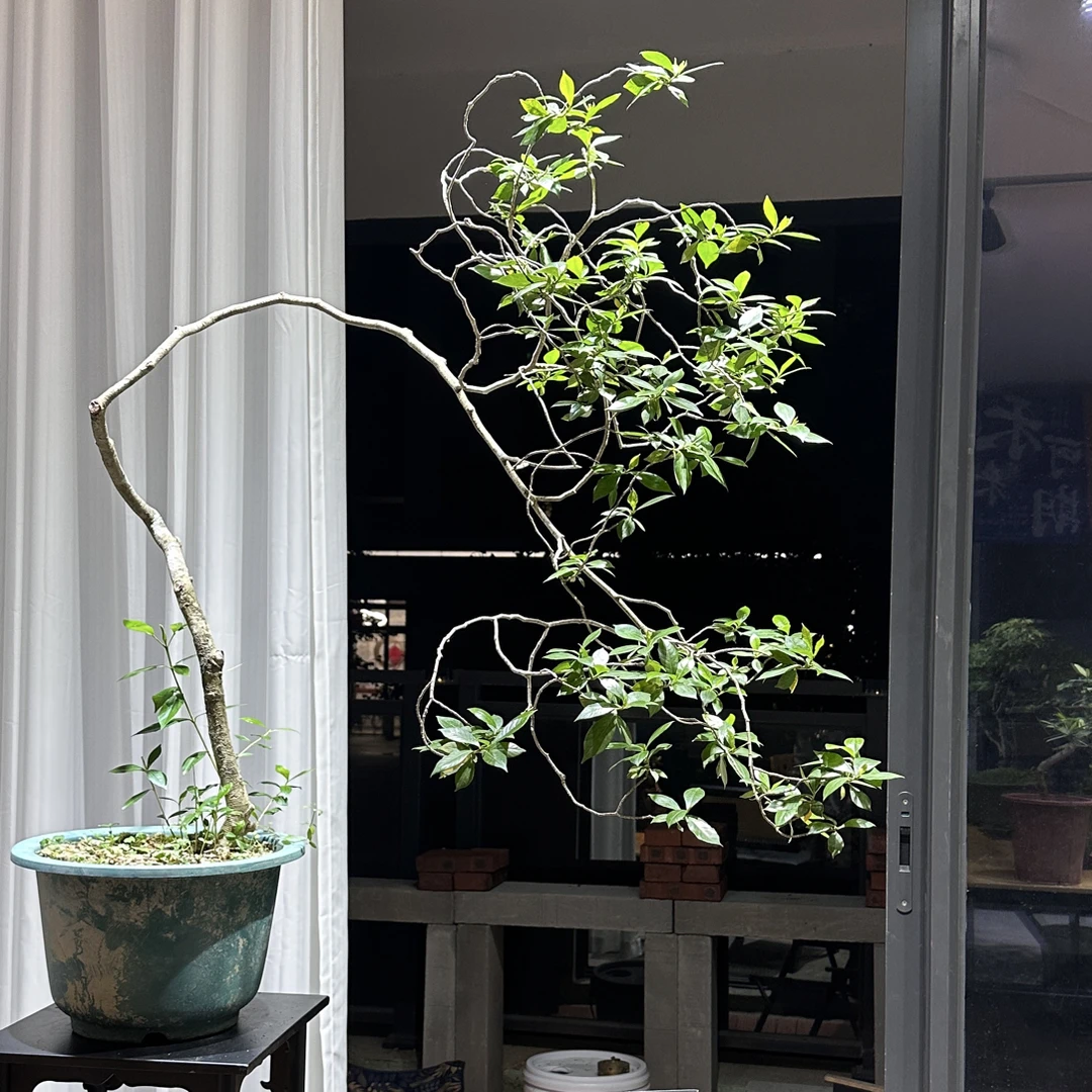 海岛栀子花熟桩盆景，室内盆景，茶空间盆景