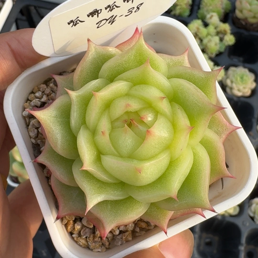 E***y0818-038-玉玲珑单头