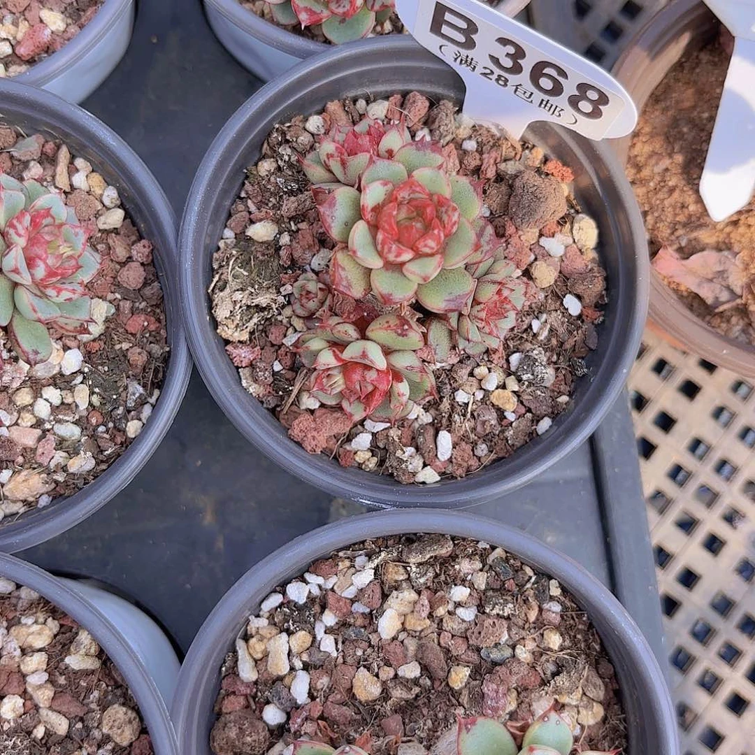 B368血滴子一物一拍