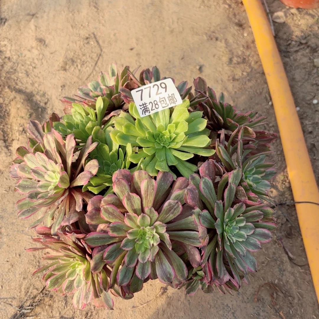 韩*X. 7729粉带多肉