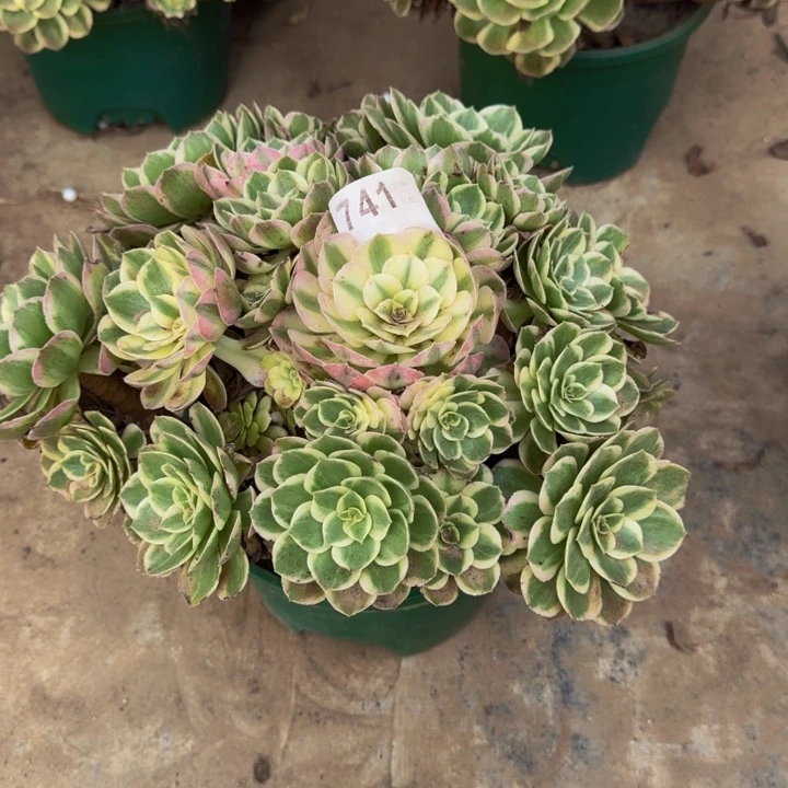 000000000741玉芙蓉