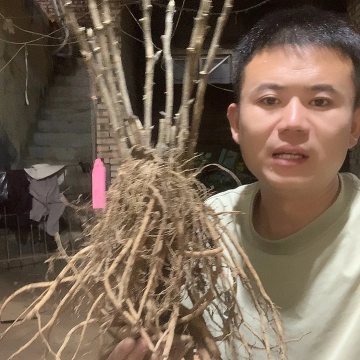 ****东当前无花栽培后可以开花