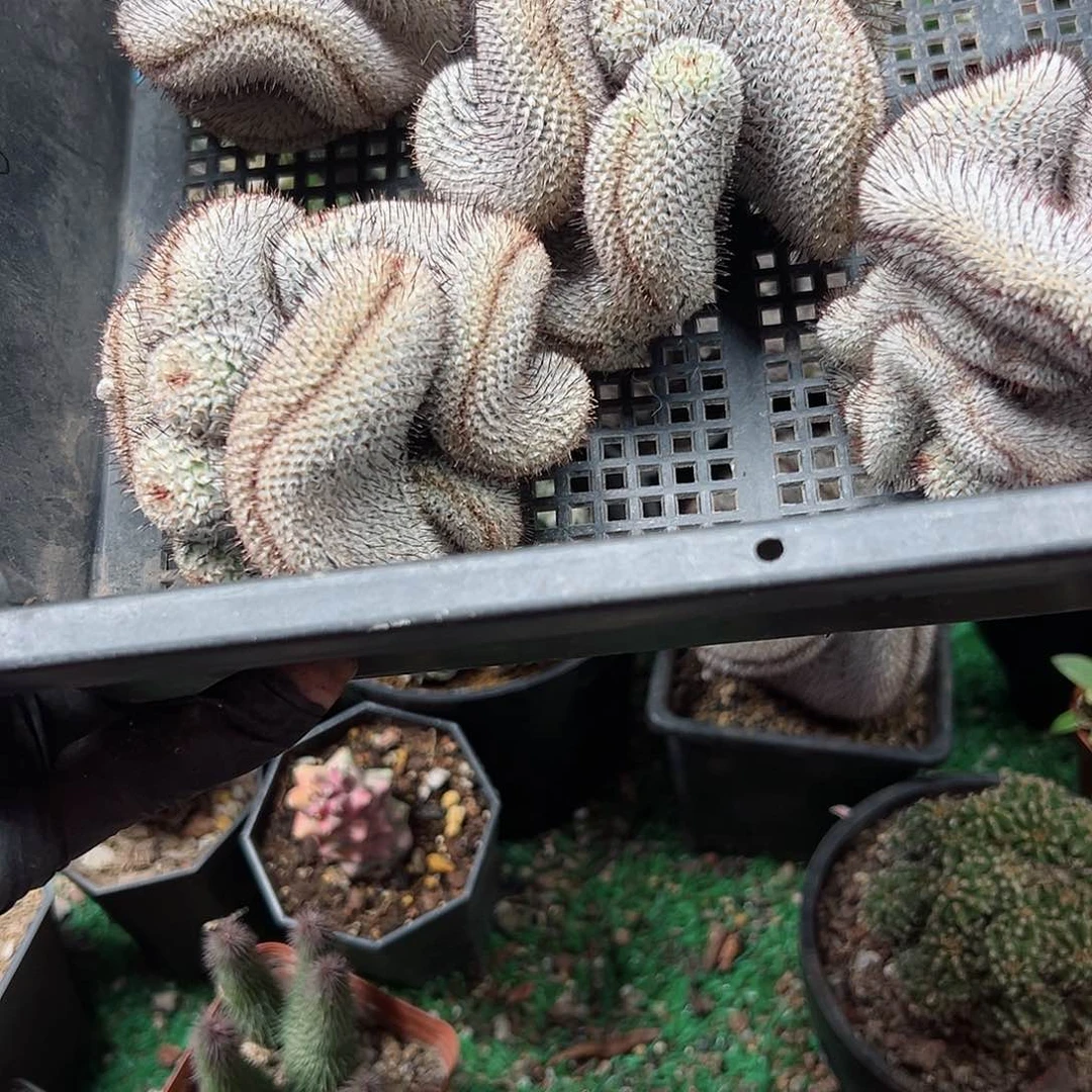 无根直刺佩缀化8公分