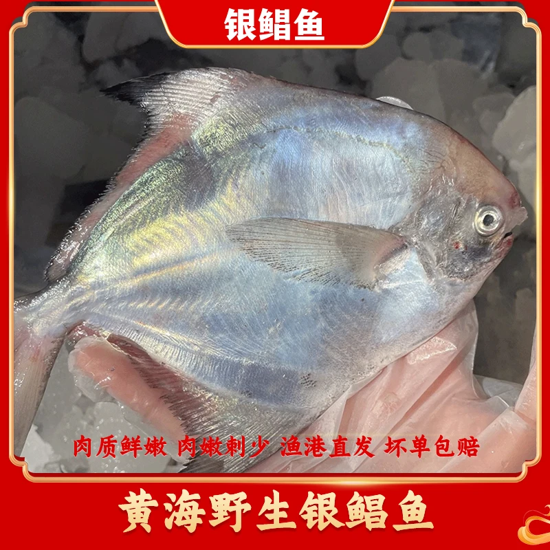 黄海海捕银鲳鱼 6-7条/斤 日照小船流网鲳鱼4斤 渔港冷链直发