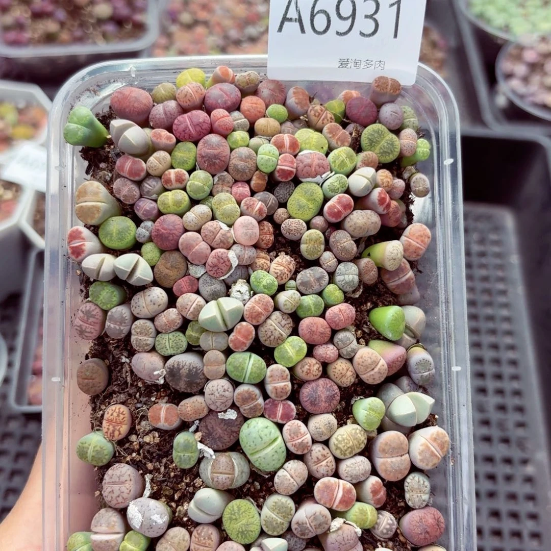 6931–生石花 生石花