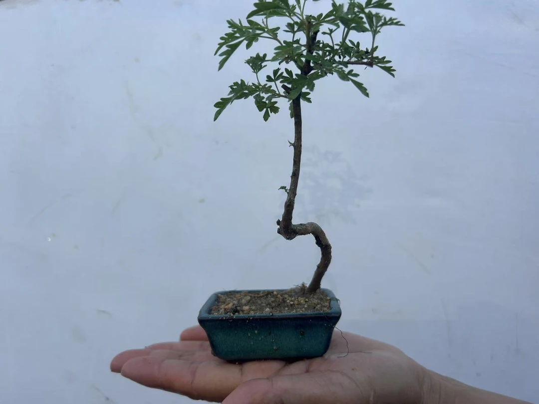 太行小叶黄荆精品熟桩带盆带土一物一拍