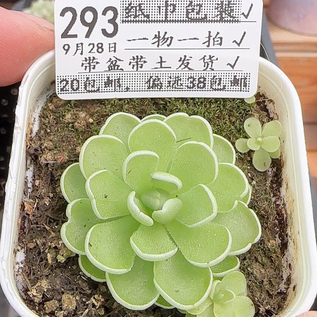 多肉0928--293捕虫堇