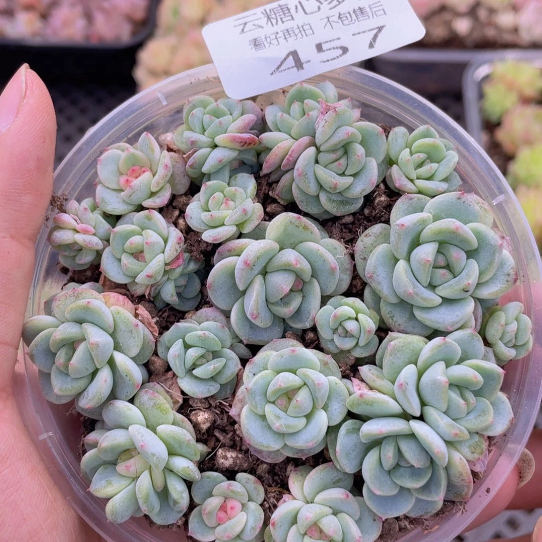 云糖心多肉植物457