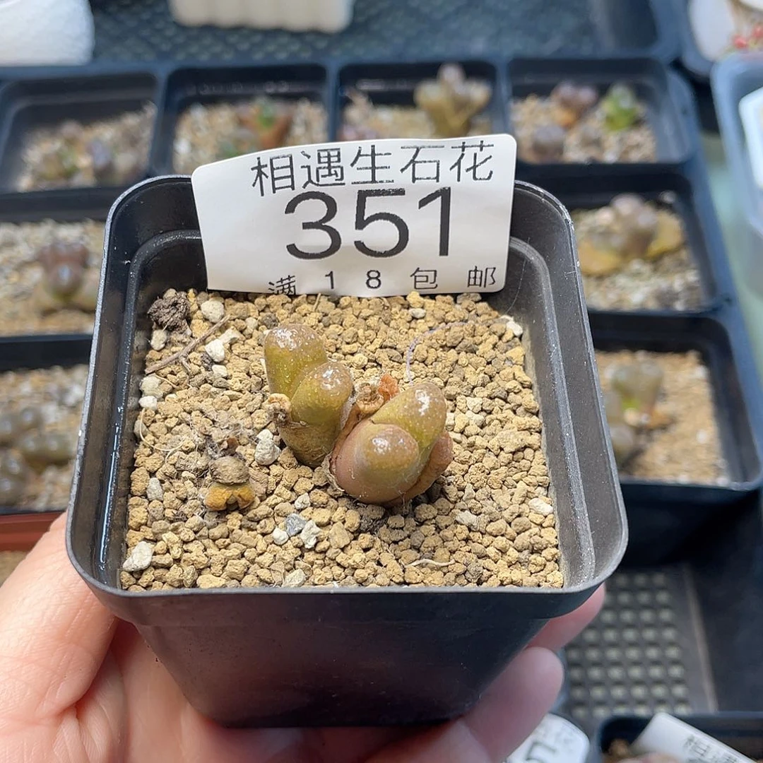 相遇开播福利351