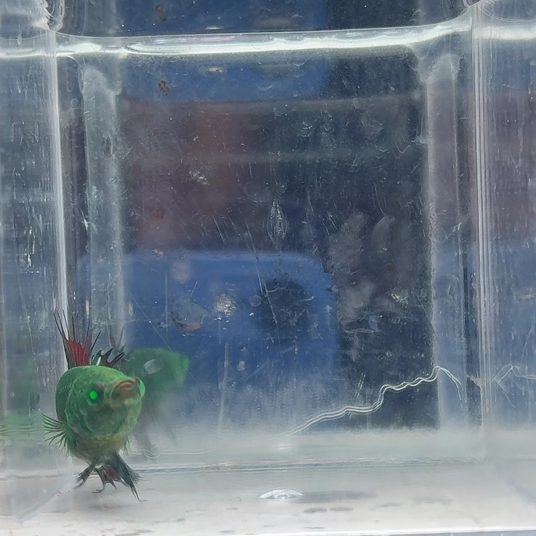 斗鱼泰国斗鱼直播195