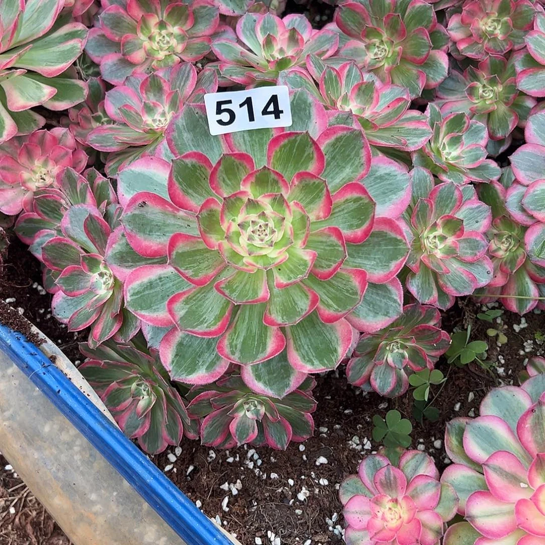 *****精品多肉植物514法师