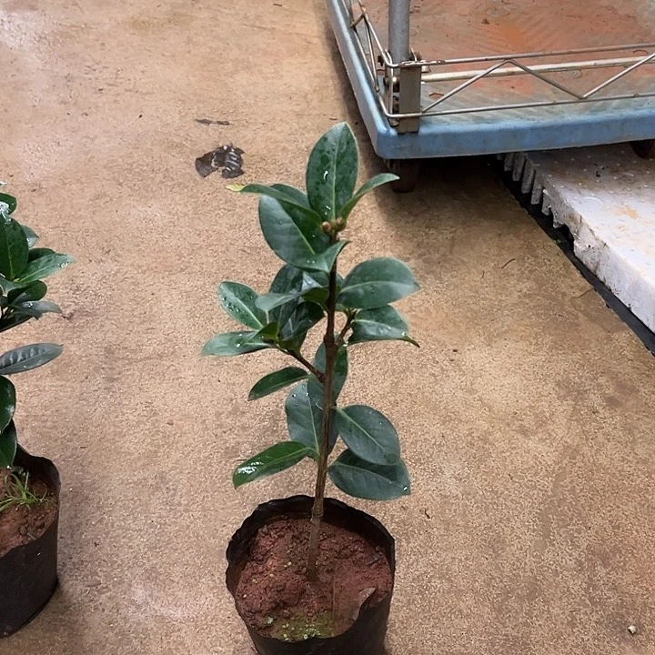 完全开放十级灯牌