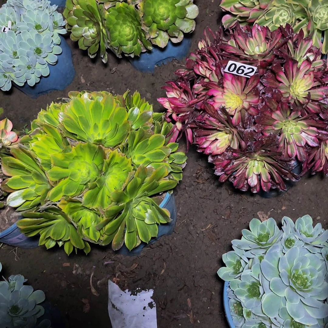 两盆法师15-23包邮法师