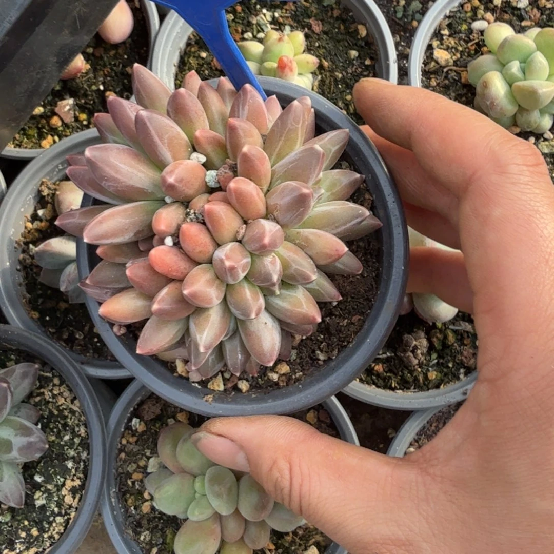 多肉植物伊卡鲁斯196