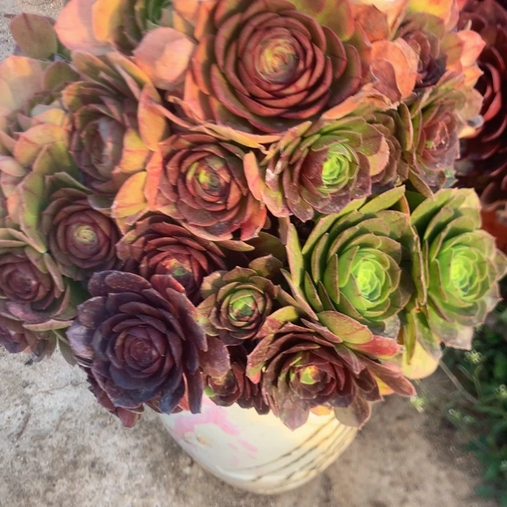 蔚***草353万圣夜多肉植物