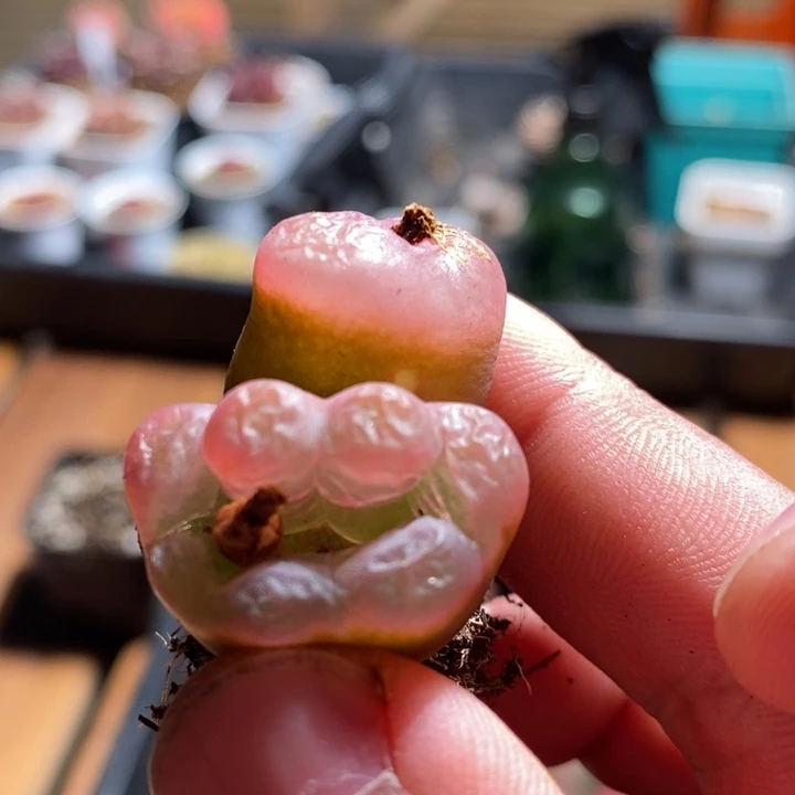 4126一个一个一个