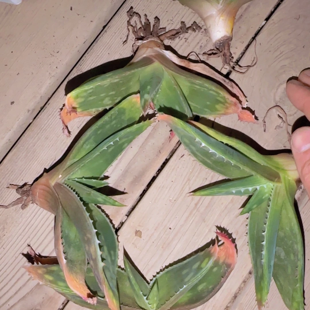 块根植物块根植物