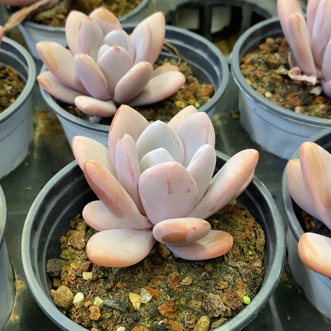 团。单头粉兔。福利多多