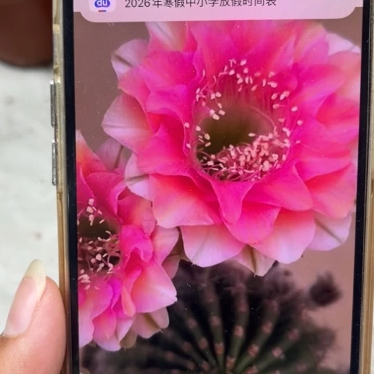 露露金刚复色柱子带仔