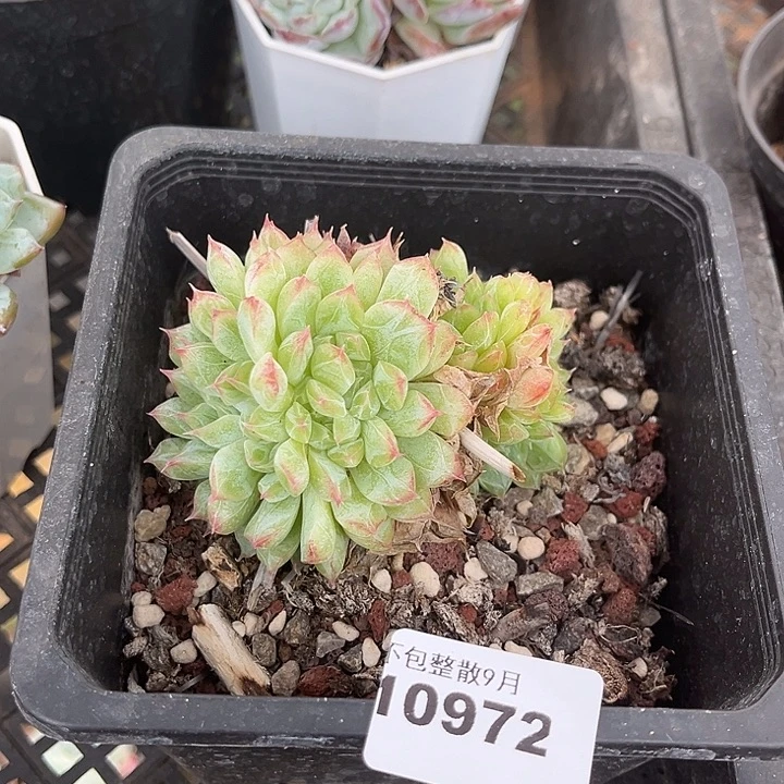 阿雅园艺。       972