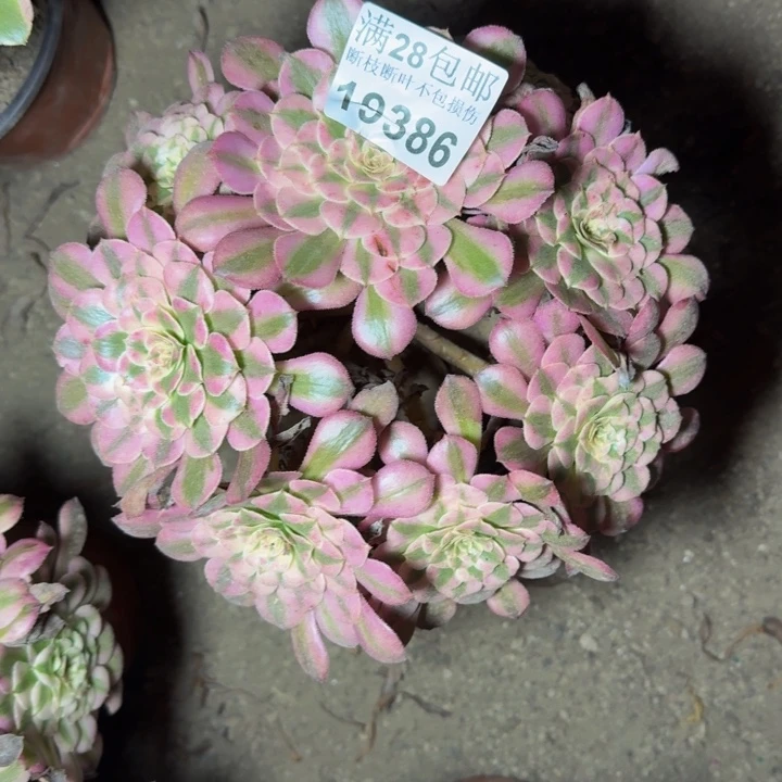 19386同白不包断枝多肉