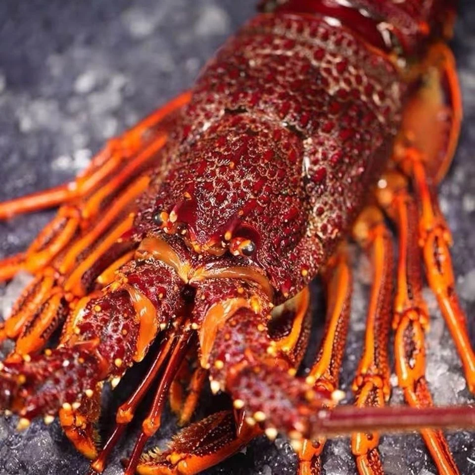 【顺丰空运】澳洲大龙虾鲜活澳大利亚特大红龙澳洲龙虾南澳岩红龙